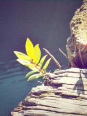 A-SOULapos;s Hoshima