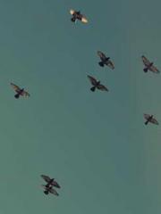 Fu Zi Mo Qin Luo Yan