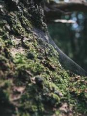 lt;Liang Yimo Cold N