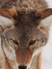 lt;Heavenly Fire Dyn