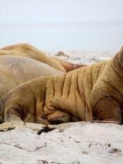 lt;lt; The Divine Do