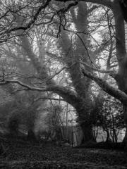 lt;Mr. Bao, Mrs. Bao