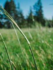 My husband is the Ki